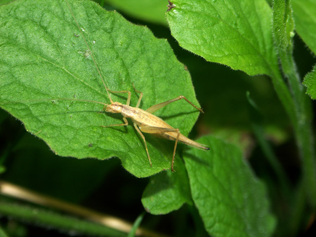 Oecanthus pellucens - Copyright Hugues Mouret